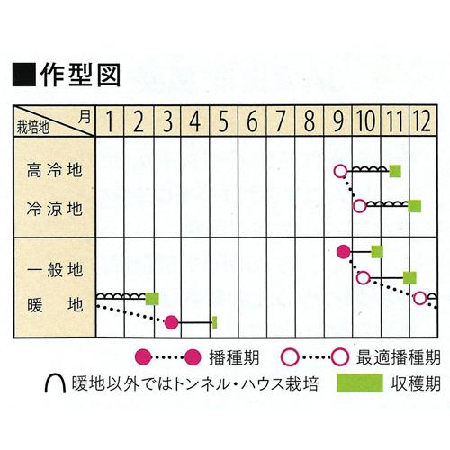 ピンドン PRIMAX M3万粒　ほうれん草 法蓮草 ホウレンソウ ほうれんそう【サカタ 種 たね タネ】【通常5倍 5のつく日はポイント10倍】 |  | 01
