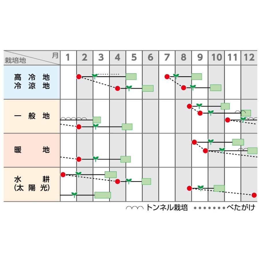 バイシクル ペレット5000粒 レタス 【サカタ 種 たね タネ】【通常5倍 5のつく日はポイント10倍】 |  | 01