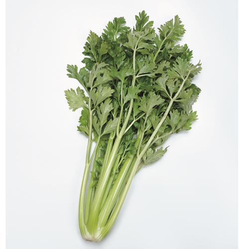 コーネリアス ペレット5000粒 セロリ 【サカタ 種 たね タネ】【通常5倍 5のつく日はポイント10倍】 | 