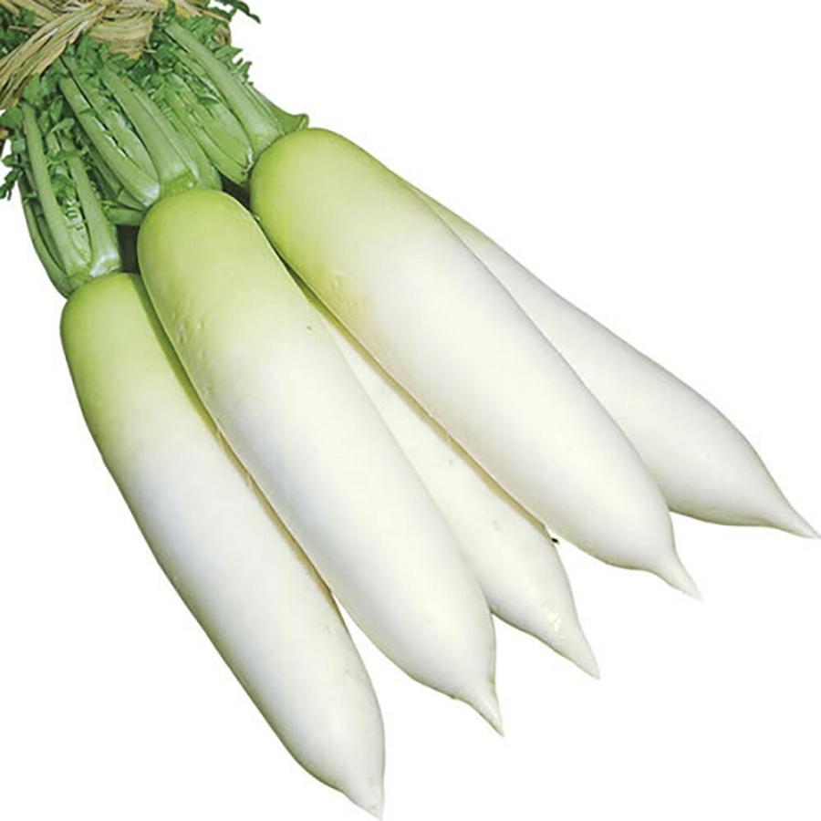宮重総太り大根 2dl 大根 ダイコン だいこん 山陽交配 【山陽種苗 種 たね タネ 】【通常5倍 5のつく日はポイント10倍】 | 