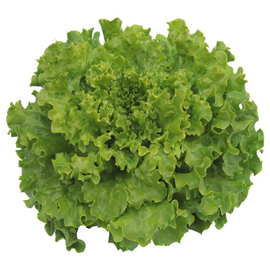 山陽育成 フレッシュグリーン 5000粒(Lコート) レタス【山陽種苗 種 たね タネ 】【通常5倍 5のつく日はポイント10倍】(11798円)