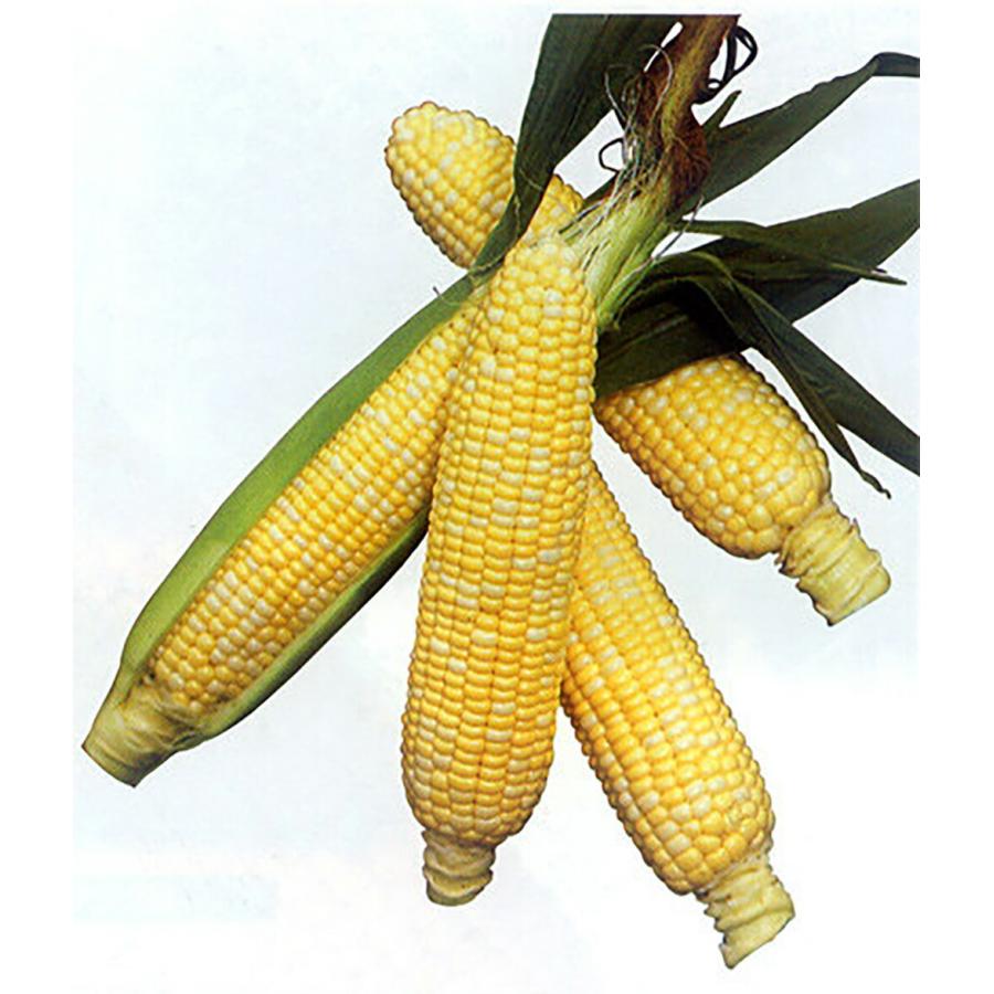 バイカラコーン NEWサンバール 2000粒 スイートコーン【山陽種苗 種