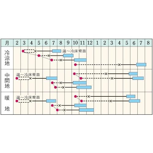 おきなSP甘藍 タキイ交配 2000粒2センR キャベツ 甘藍 かんらん カンラン【タキイ 種 たね タネ】【通常5倍 5のつく日はポイント10倍】 |  | 01