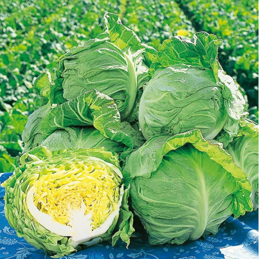 春波甘藍 タキイ交配 2000粒2センR キャベツ 甘藍 かんらん カンラン【タキイ 種 たね タネ】【【通常5倍 5のつく日はポイント10倍】】 | 