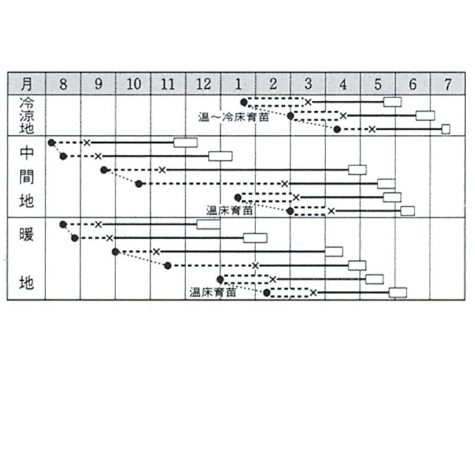 春波甘藍 タキイ交配 2000粒2センR キャベツ 甘藍 かんらん カンラン【タキイ 種 たね タネ】【【通常5倍 5のつく日はポイント10倍】】 |  | 01