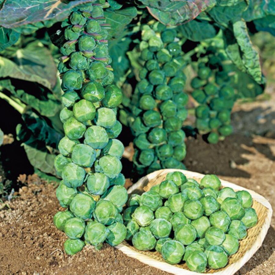 早生子持甘藍(ひすい)  タキイ交配 20ml キャベツ 甘藍 かんらん カンラン【タキイ 種 たね タネ】【【通常5倍 5のつく日はポイント10倍】】 | 