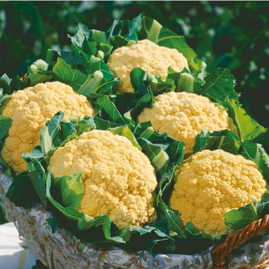 オレンジブーケ花椰菜 タキイ交配 20ml カリフラワー【タキイ 種 たね タネ】【【通常5倍 5のつく日はポイント10倍】】 | 