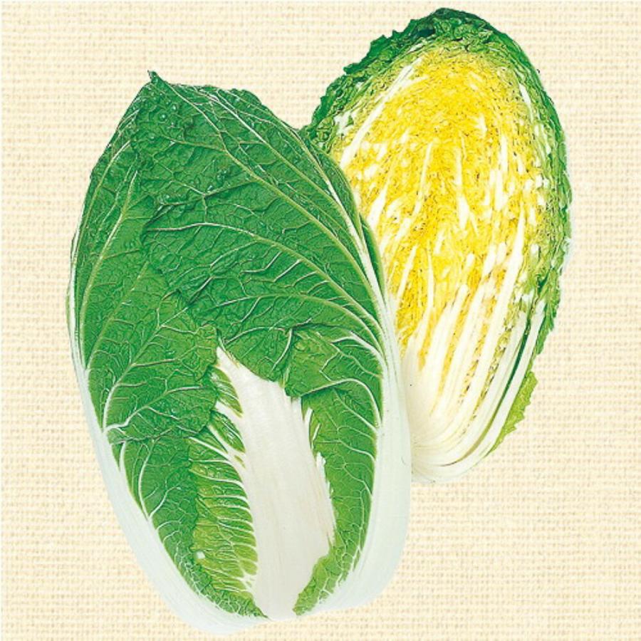 黄ごころ75白菜(き・75) タキイ交配 1dlスタンドパック100ml 白菜 ハクサイ はくさい【タキイ 種 たね タネ】【【通常5倍 5のつく日はポイント10倍】】