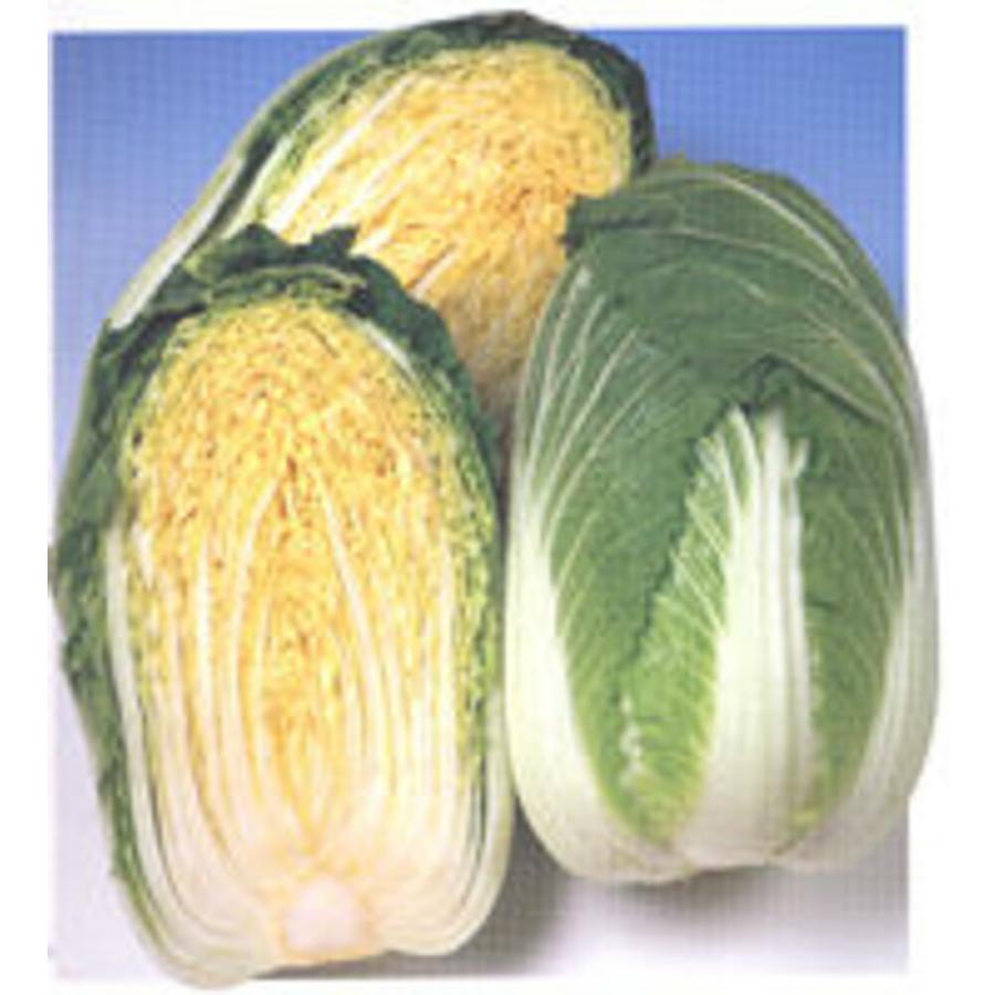 黄ごころ85白菜(き・85) タキイ交配 1dlスタンドパック100ml 白菜 ハクサイ はくさい【タキイ 種 たね タネ】【【通常5倍 5のつく日はポイント10倍】】