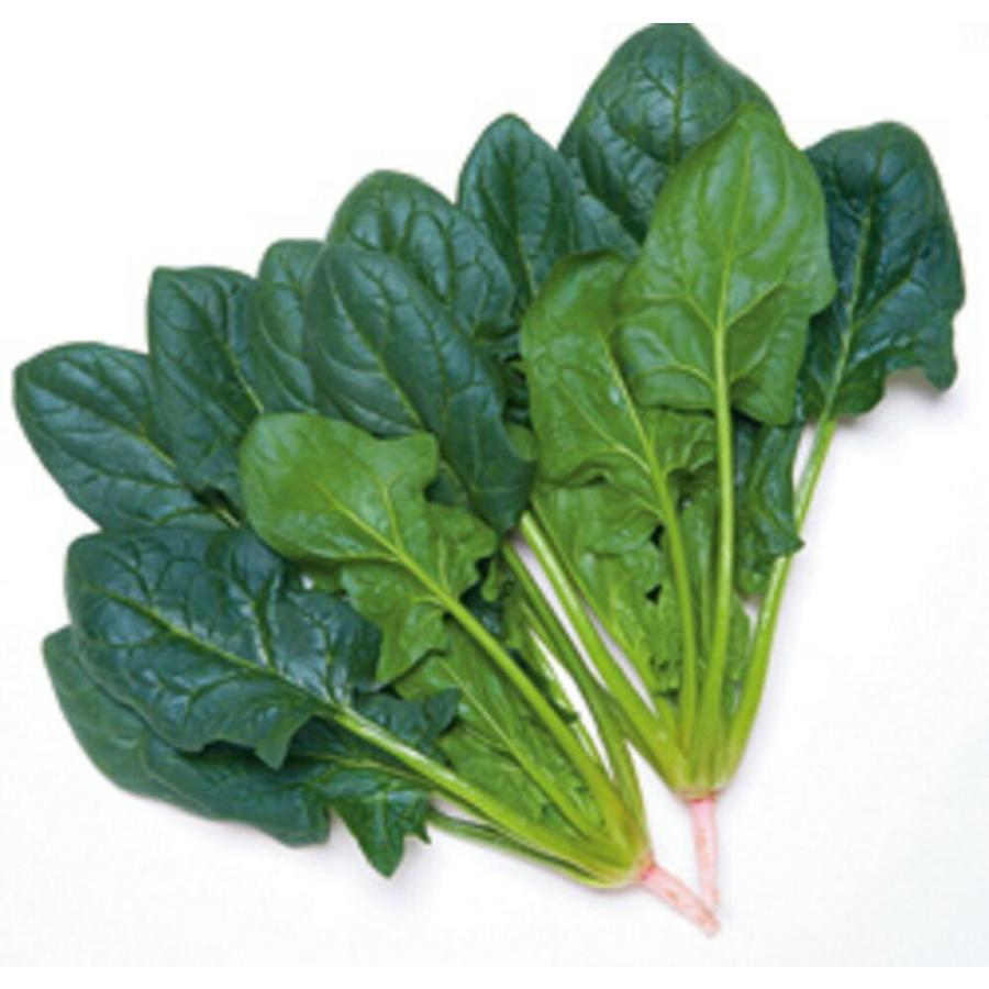 牛若丸法蓮草 タキイ交配 M3万粒30センR ほうれん草 法蓮草 ホウレンソウ ほうれんそう【タキイ 種 たね タネ】【通常5倍 5のつく日はポイント10倍】 | 