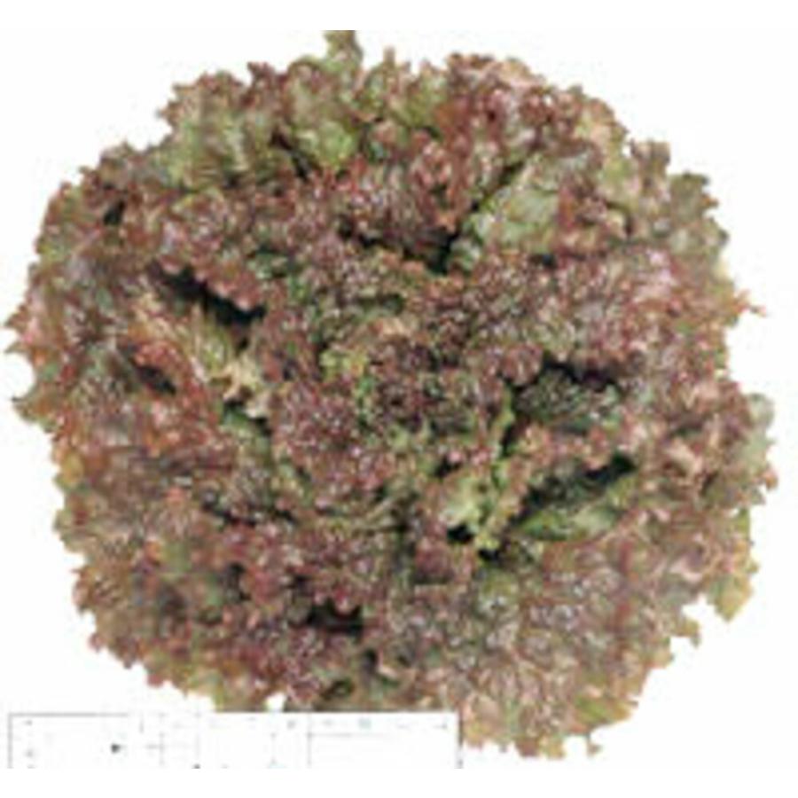 リーフレタス 晩抽レッドファイヤー タキイ育成 L5千粒5センR レタス【タキイ 種 たね タネ】【通常5倍 5のつく日はポイント10倍】 | 