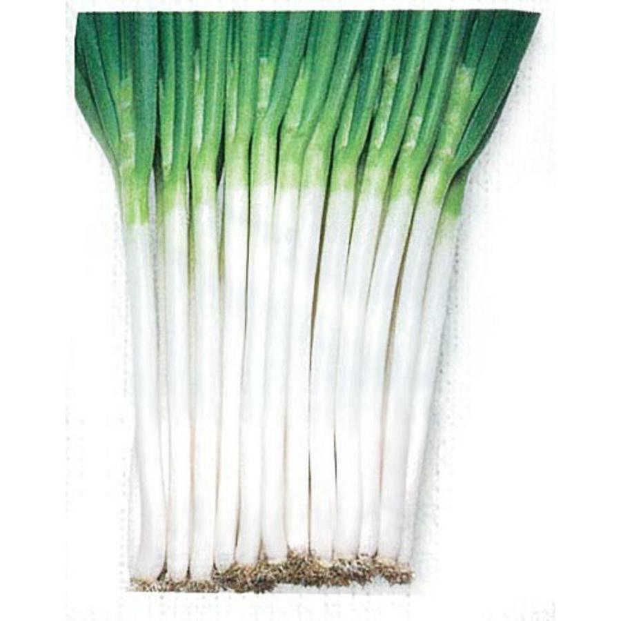 ホワイトソード葱 タキイ交配 1dlスタンドパック100ml 葱 ネギ ねぎ【タキイ 種 たね タネ】【通常5倍 5のつく日はポイント10倍】