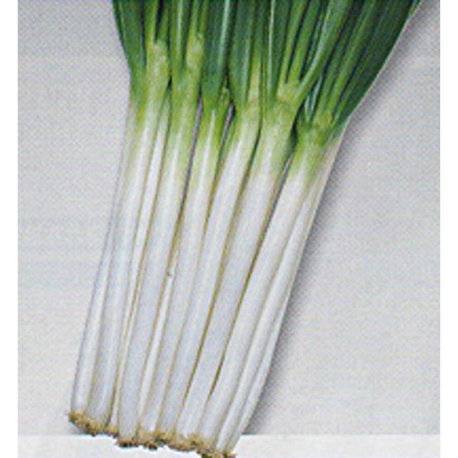 ホワイトタイガー葱 タキイ交配 2L5千粒5センR 葱 ネギ ねぎ【タキイ 種 たね タネ】【通常5倍 5のつく日はポイント10倍】 | 