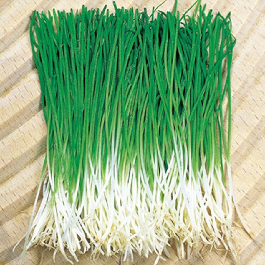 かおり芽ねぎ 1dl100ml 葱 ネギ ねぎ【タキイ 種 たね タネ】【通常5倍 5のつく日はポイント10倍】 | 
