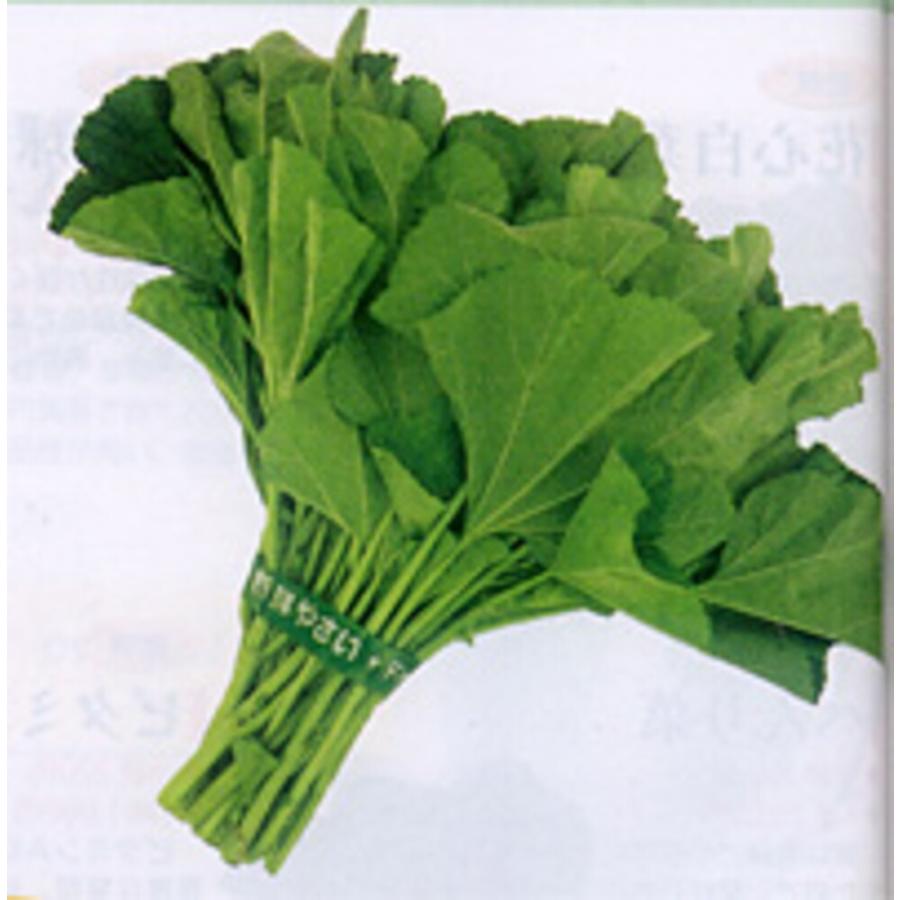 おかのり 1dl 陸海苔 オカノリ おかのり タキイ 種 たね タネ 通常ポイント7倍5の付く日は10倍 Tk0224 全国種苗出荷センター 通販 Yahoo ショッピング