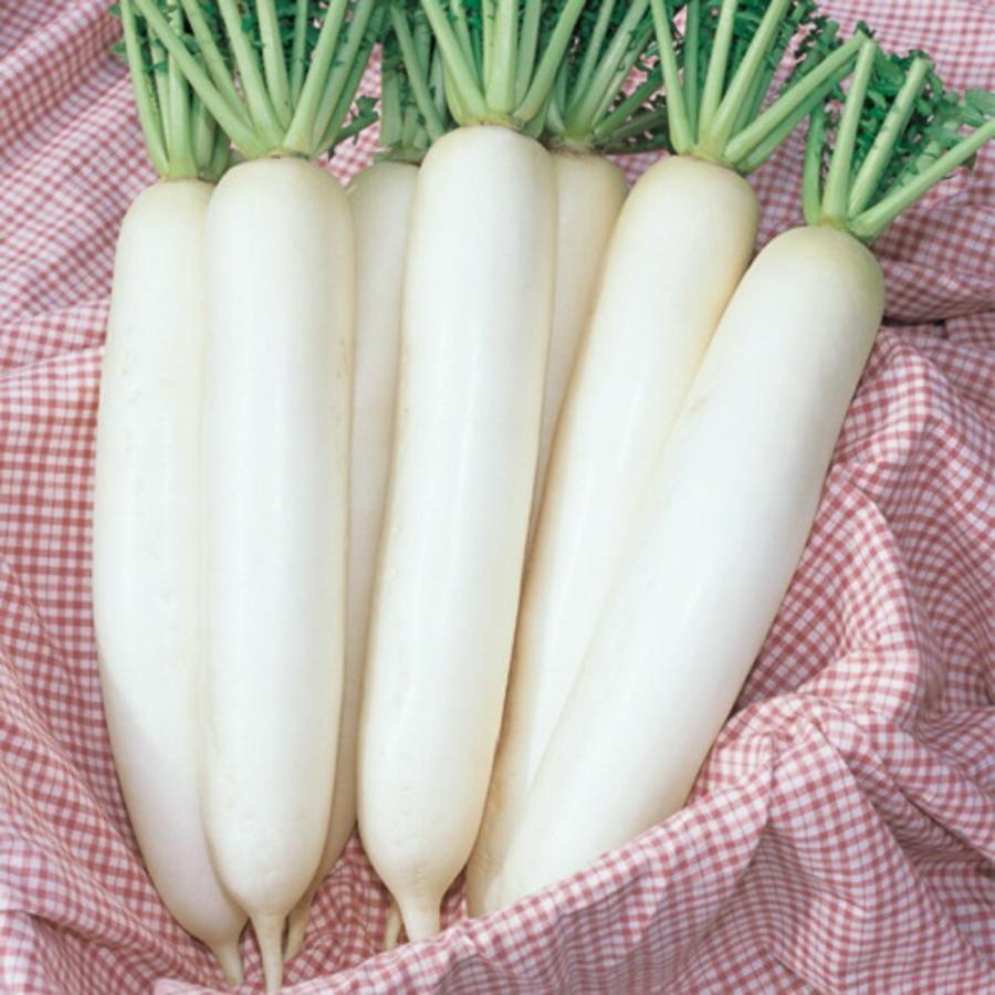 健白大根 タキイ交配 2dlスタンドパック200ml 大根 ダイコン だいこん【タキイ 種 たね タネ】【通常5倍 5のつく日はポイント10倍】 | 