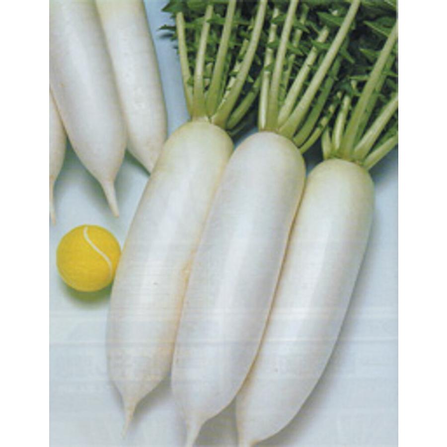 三太郎大根 タキイ交配 20ml 大根 ダイコン だいこん【タキイ 種 たね タネ】【通常5倍 5のつく日はポイント10倍】 | 