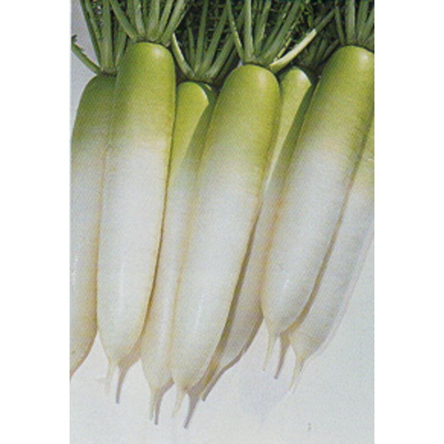 千都 大根  タキイ交配 2dlスタンドパック200ml 大根 ダイコン だいこん【タキイ 種 たね タネ】【通常5倍 5のつく日はポイント10倍】