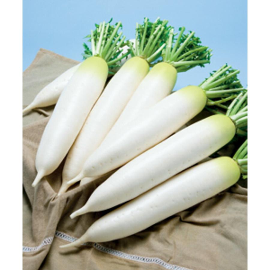 ダイコン 大根 ｜ タキイ交配 | だいこん 品種カタログ タキイの野菜