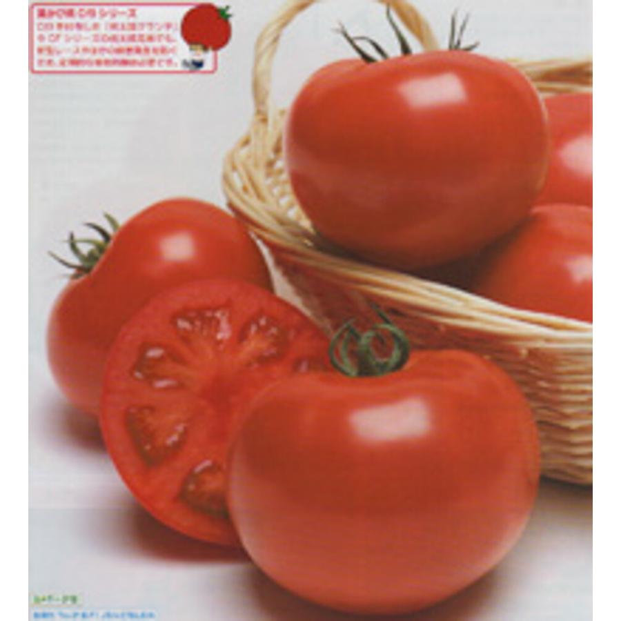 桃太郎グランデトマト  タキイ交配 2L千粒1センR トマト とまと 蕃茄
