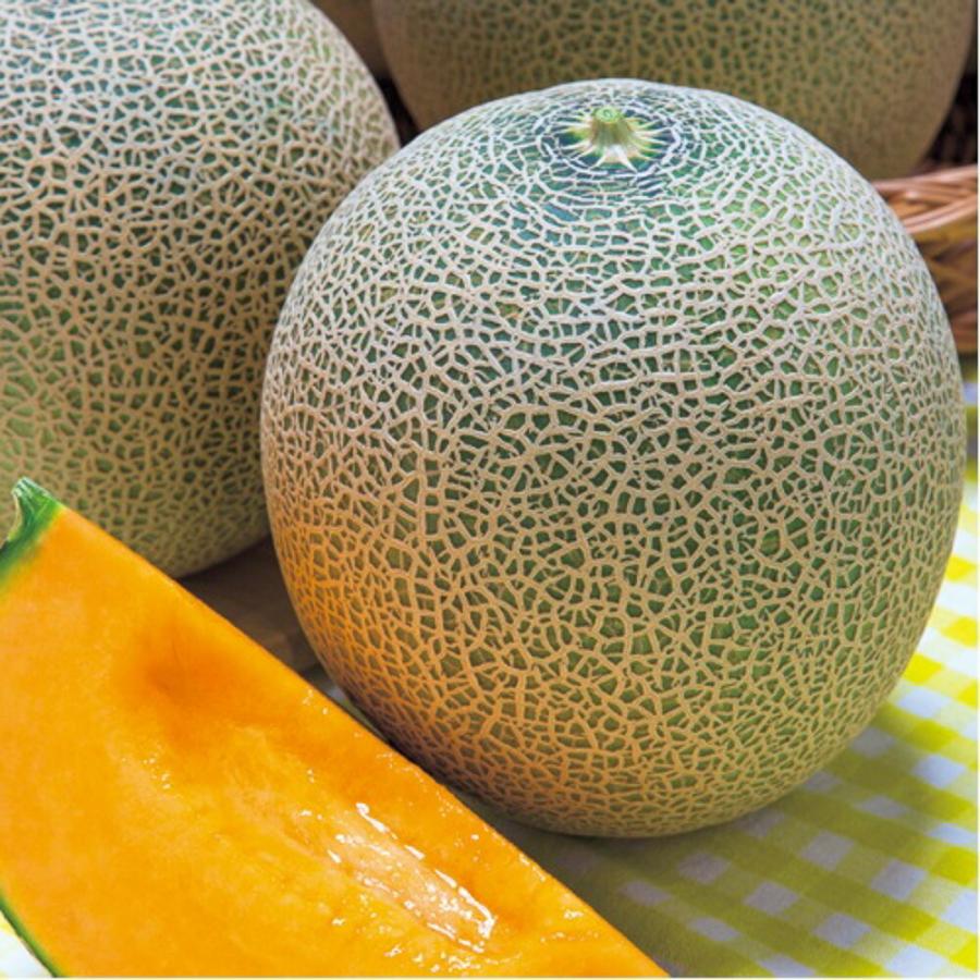 レノンウェーブメロン タキイ交配 100粒100R めろん メロン 舐瓜【タキイ 種 たね タネ】【通常5倍 5のつく日はポイント10倍】 | 