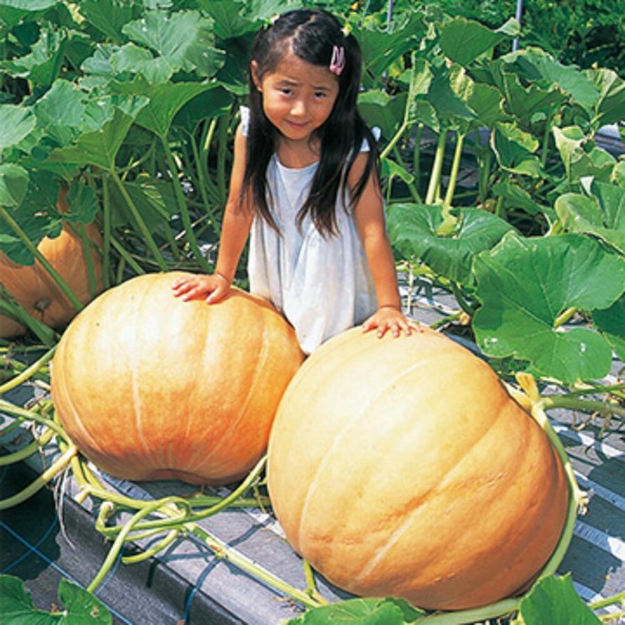ジャンボ生かぼちゃ 観賞用 ジャンボ生かぼちゃ 観賞用