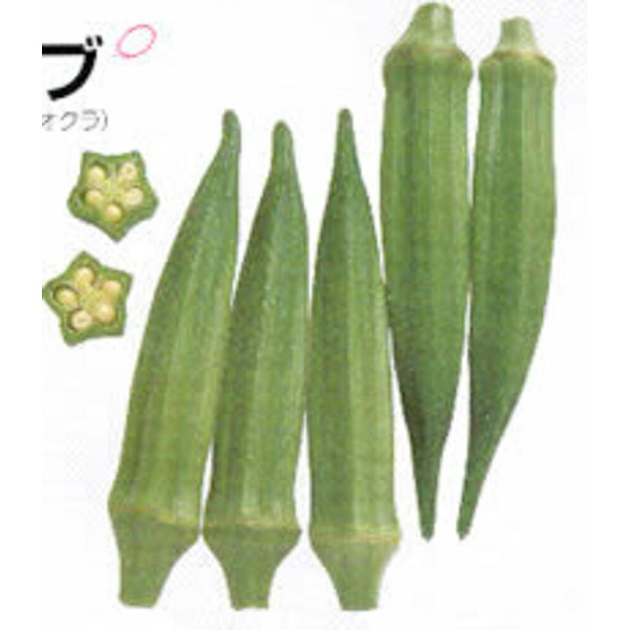 オクラ ベターファイブ タキイ育成 1000粒1センR オクラ おくら 【タキイ 種 たね タネ】【通常5倍 5のつく日はポイント10倍】 | 