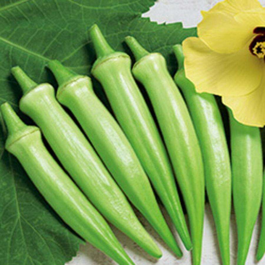 オクラ ヘルシエ タキイ育成 PVP 1000粒1センR オクラ おくら 【タキイ 種 たね タネ】【通常5倍 5のつく日はポイント10倍】 | 