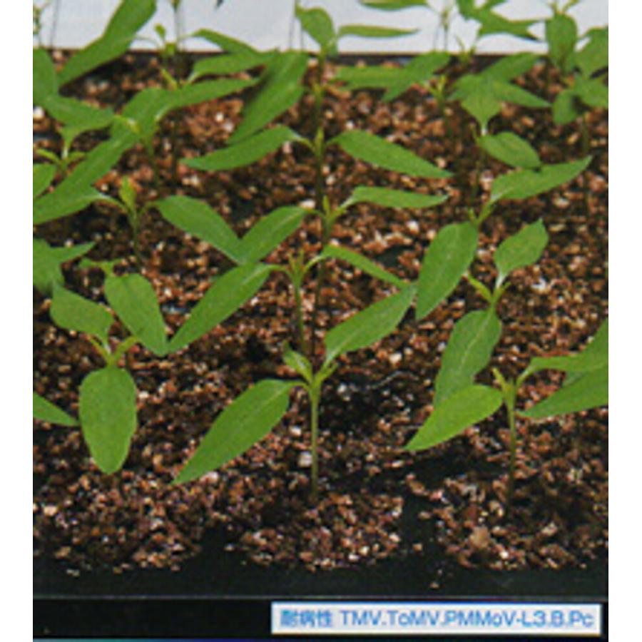 台木用バギーピーマン タキイ交配 1000粒1センR ピーマン ぴーまん タキイ 種 たね タネ 【通常5倍 5のつく日はポイント10倍】 | 