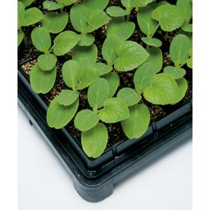 台木用ダブルガードパワー  タキイ交配 100粒100R めろん メロン 舐瓜【タキイ 種 たね タネ】【通常5倍 5のつく日はポイント10倍】 | 