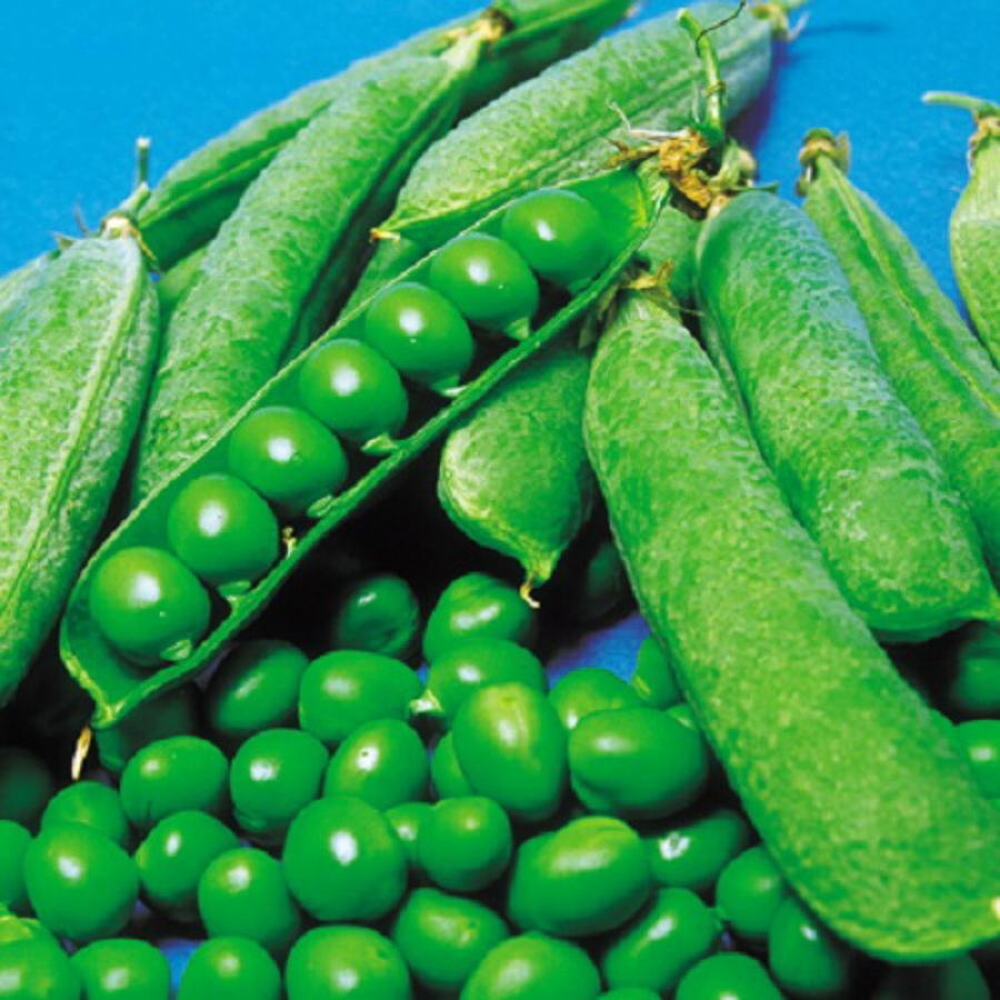 南海緑豌豆 1l1L 豆 マメ まめ タキイ 種 たね タネ 【通常5倍 5のつく日はポイント10倍】