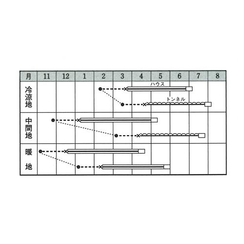 レノンスター 100粒 タキイ交配  めろん メロン 舐瓜【タキイ 種 たね タネ】【通常5倍 5のつく日はポイント10倍】 |  | 01