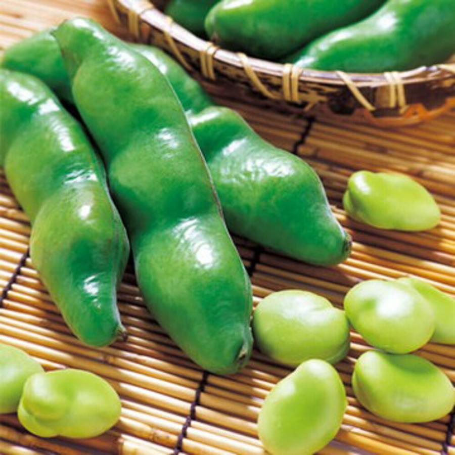 三連蚕豆 タキイ育成 1L 豆 マメ まめ【タキイ 種 たね タネ】【通常5倍 5のつく日はポイント10倍】 | 