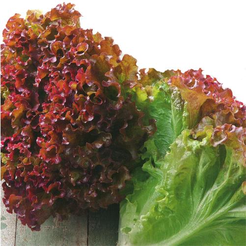 フレアルージュ ペレット5000粒 タキイ育成 リーフレタス レタス 【タキイ 種 たね タネ】【通常5倍 5のつく日はポイント10倍】 | 