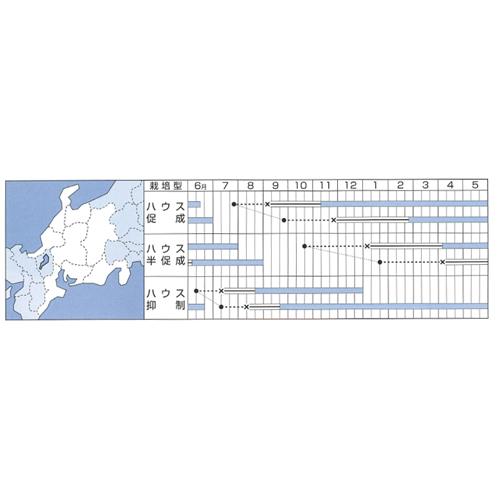 桃太郎ブライト 1000粒 トマト とまと 蕃茄【タキイ 種 たね タネ】【通常5倍 5のつく日はポイント10倍】 |  | 01