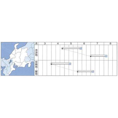 晩抽サマージェット (エボプライム種子)M３万粒 ほうれん草 法蓮草 ホウレンソウ ほうれんそう【タキイ 種 たね タネ】【通常5倍 5のつく日はポイント10倍】 |  | 01