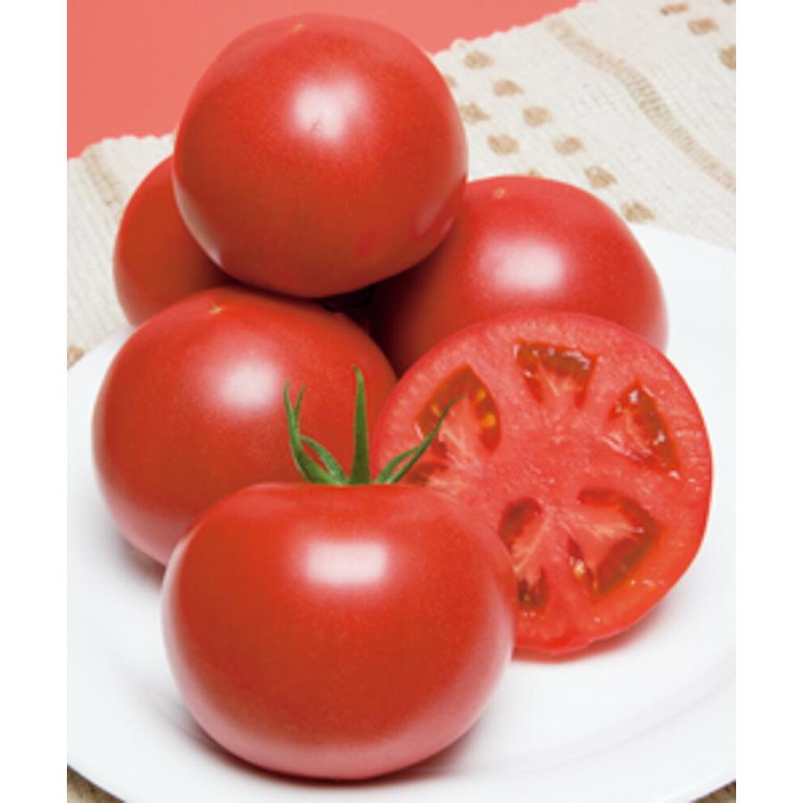 CFハウス桃太郎トマト タキイ交配  PVP 1センR1000粒 トマト とまと 蕃茄