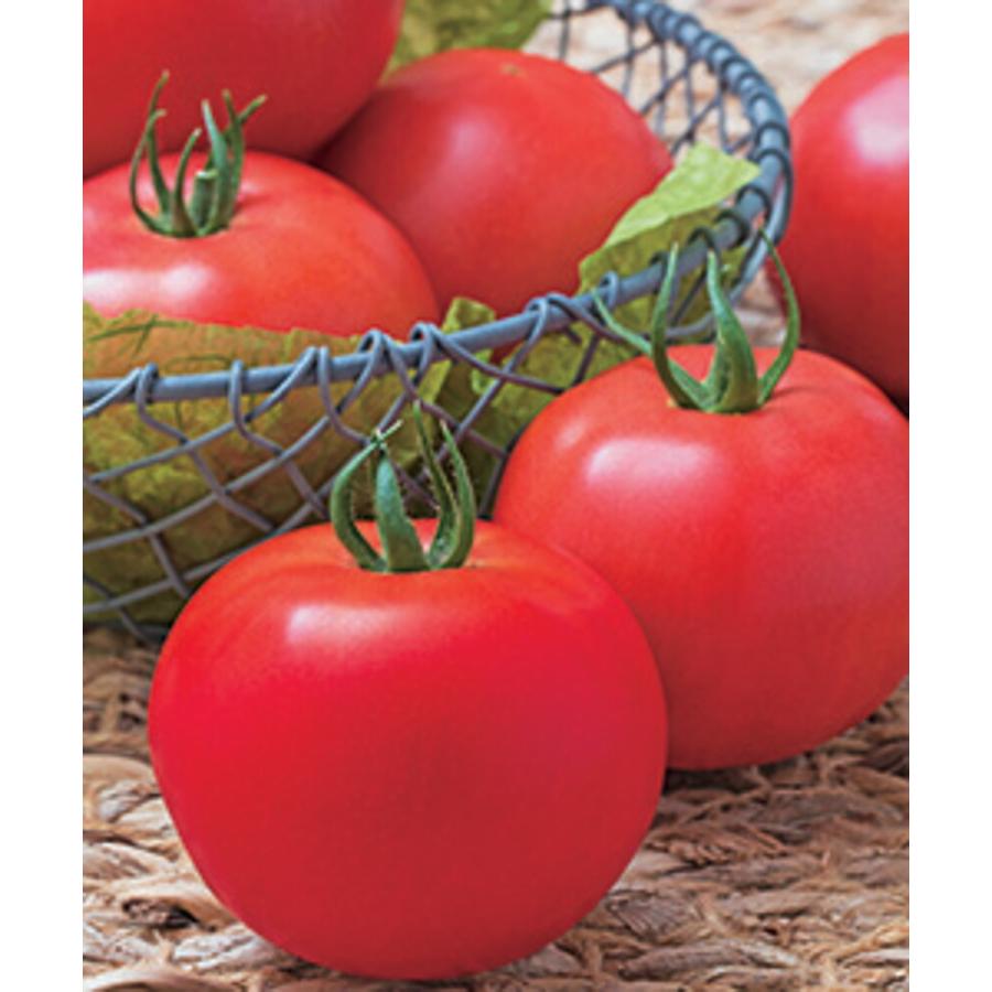 桃太郎ワンダートマト  タキイ交配 PVP 1センR2L千粒 トマト とまと 蕃茄