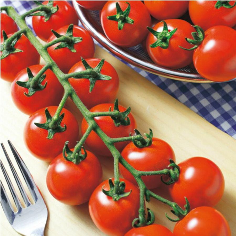 TY千果トマト  タキイ交配 PVP 1センR1000粒 トマト とまと 蕃茄