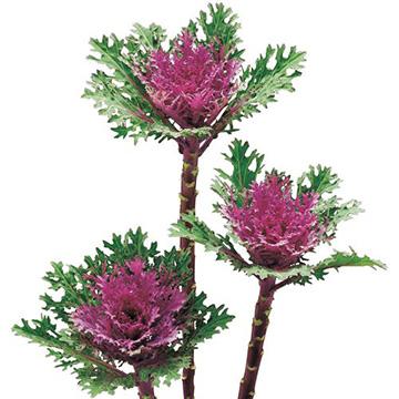 葉牡丹・F1フェザー レッド 1000粒 種 タネ 【タキイ 種 たね タネ】【通常5倍 5のつく日はポイント10倍】 | 