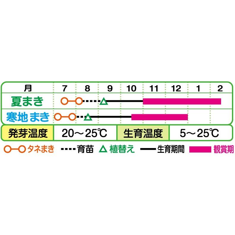 葉牡丹・F1フェザー レッド 1000粒 種 タネ 【タキイ 種 たね タネ】【通常5倍 5のつく日はポイント10倍】 |  | 01