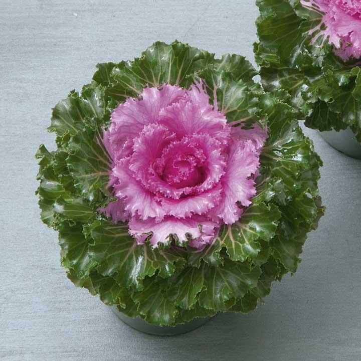 F1クリスタル ピンク 1000粒 葉牡丹 種 タネ 【タキイ 種 たね タネ】【通常5倍 5のつく日はポイント10倍】 | 