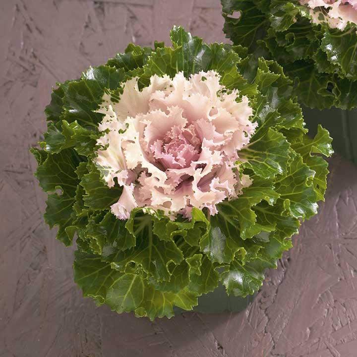 F1クリスタル バニラ 1000粒 葉牡丹 種 タネ 【タキイ 種 たね タネ】【通常5倍 5のつく日はポイント10倍】 | 