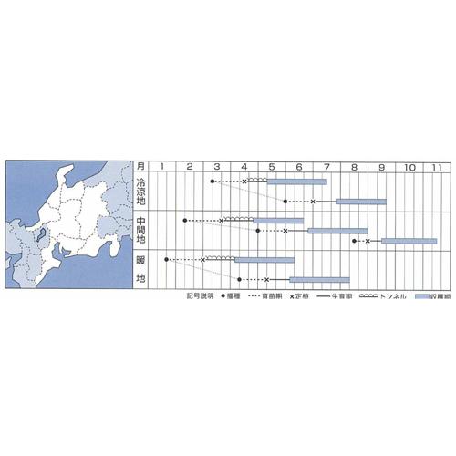 ダイナーEX 100粒 ズッキーニ 【タキイ 種 たね タネ】【通常5倍 5のつく日はポイント10倍】 |  | 01