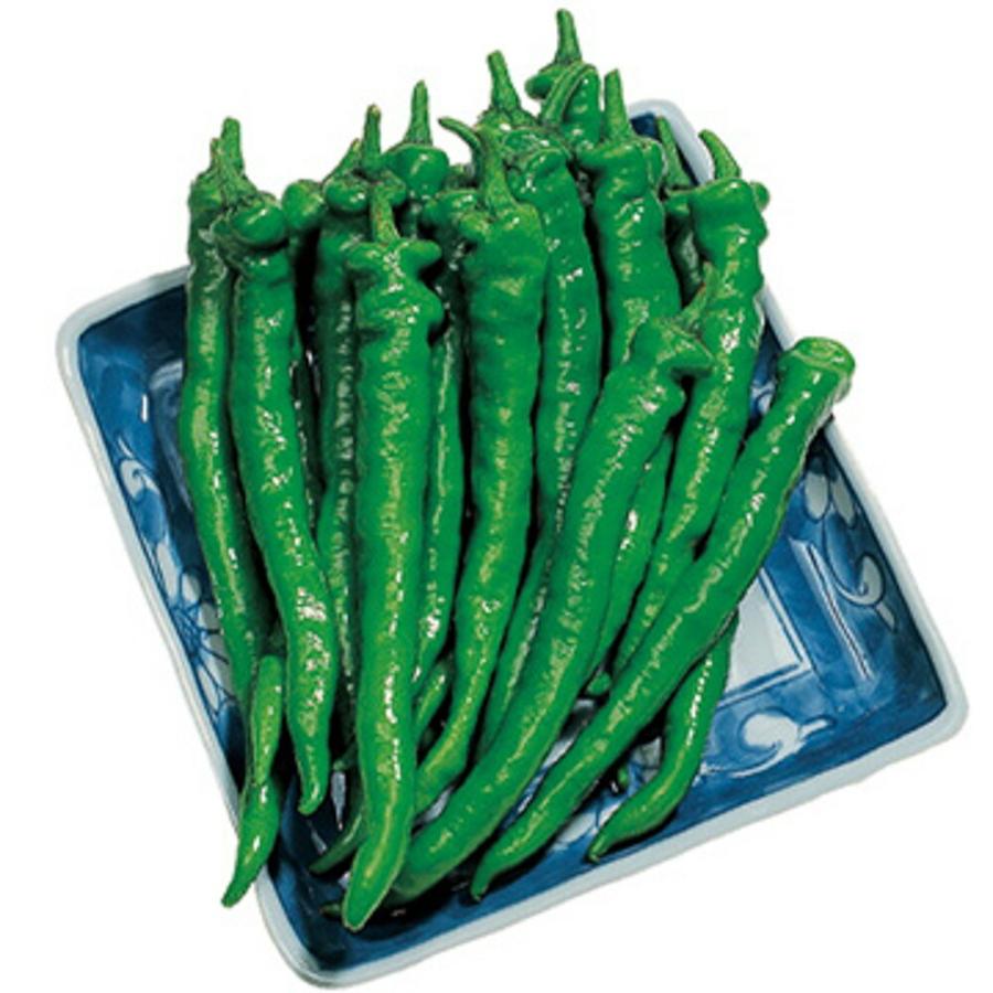 伏見甘長とうがらし 2センR2000粒 唐辛子 とうがらし トウガラシ【タキイ 種 たね タネ】【通常5倍 5のつく日はポイント10倍】 | 