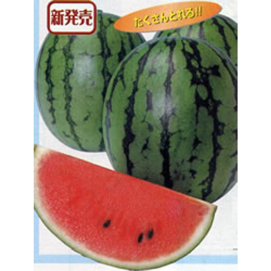 紅しずく西瓜 タキイ交配 200R200粒 スイカ すいか 西瓜 タキイ 種 たね タネ 【通常5倍 5のつく日はポイント10倍】