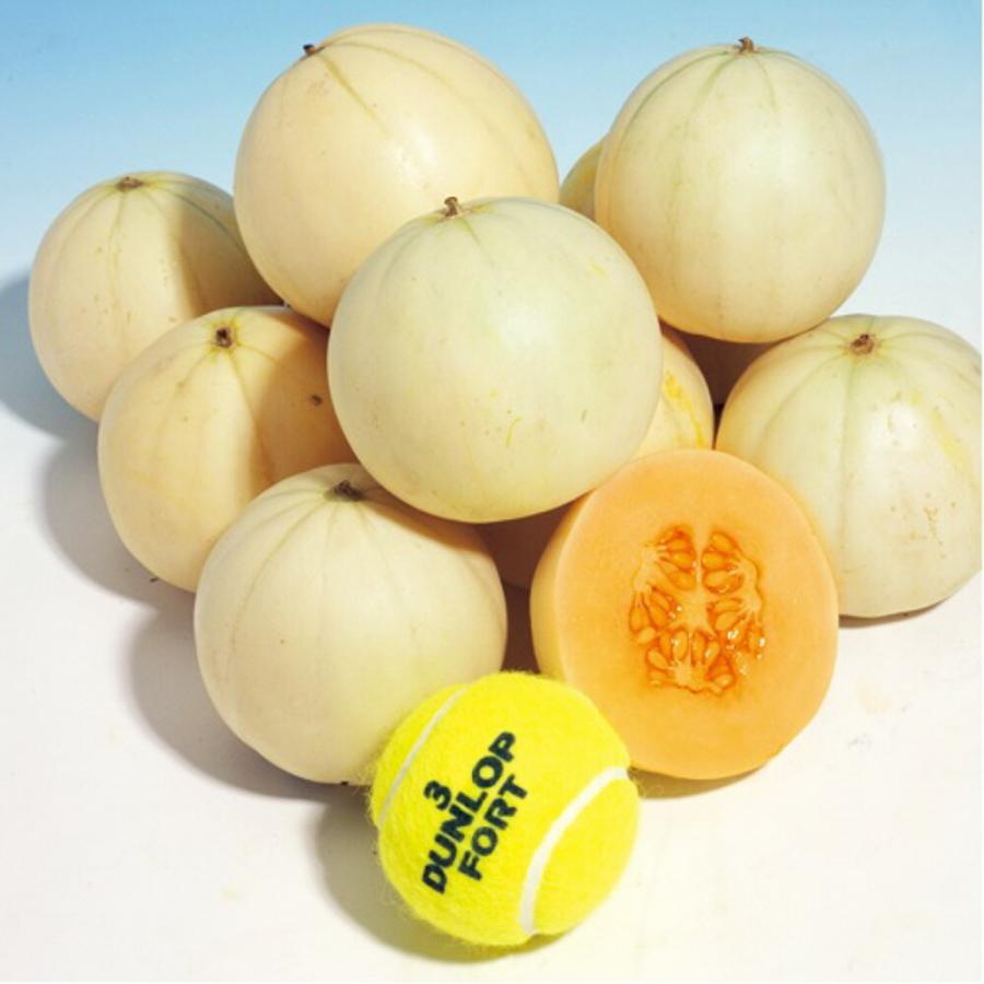 かわい~ナ メロン タキイ交配 100R100粒 めろん メロン 舐瓜【タキイ 種 たね タネ】【通常5倍 5のつく日はポイント10倍】 | 