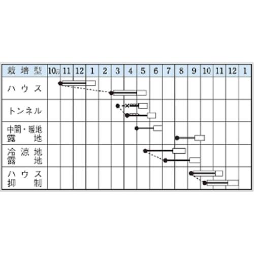 さつきみどり2号菜豆 1L 豆 マメ まめ【タキイ 種 たね タネ】【通常5倍 5のつく日はポイント10倍】 |  | 01