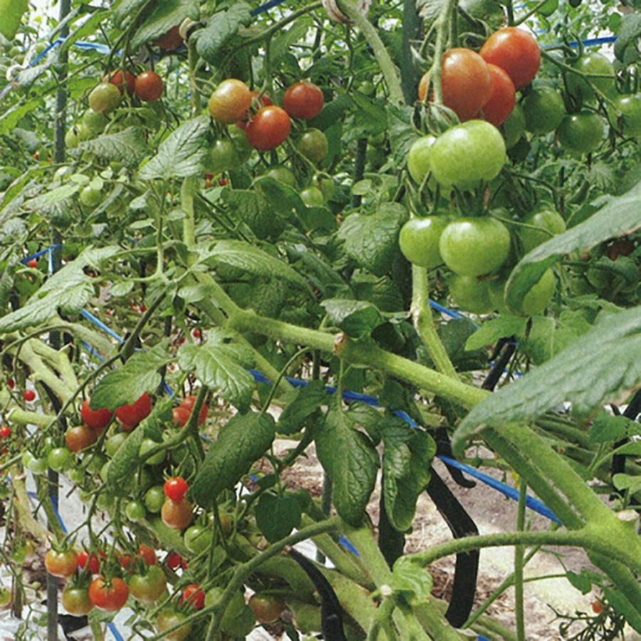 サンチェリー519 1000粒 トマト とまと 蕃茄【トキタ 種 たね タネ】【通常5倍 5のつく日はポイント10倍】 | 