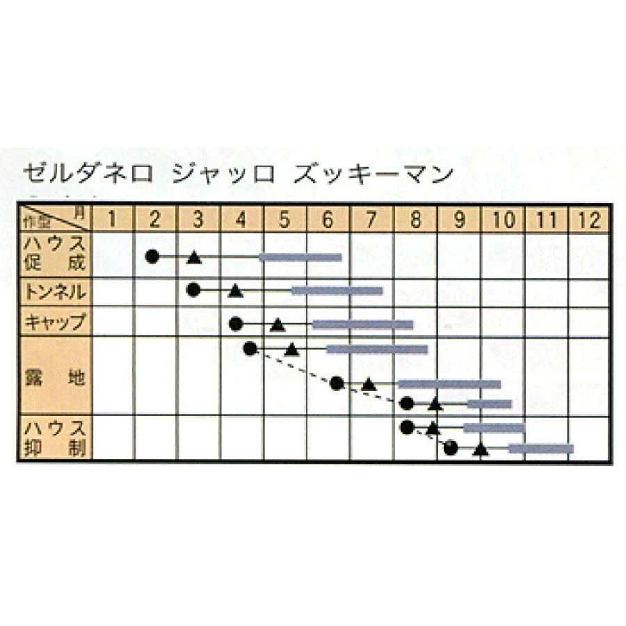 ゼルダ・ネロ 500粒 ズッキーニ ずっきーに【トキタ 種 たね タネ】【通常5倍 5のつく日はポイント10倍】_1